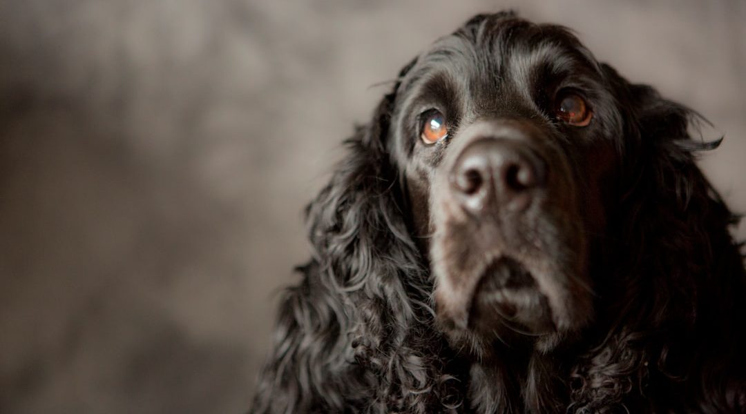 Photo Cocker Spaniel