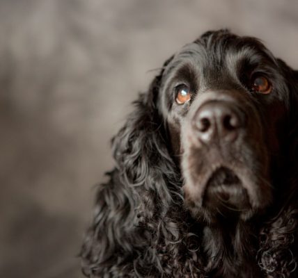 Photo Cocker Spaniel