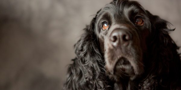 Photo Cocker Spaniel