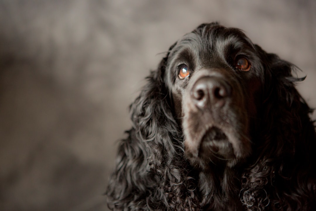 Photo Cocker Spaniel